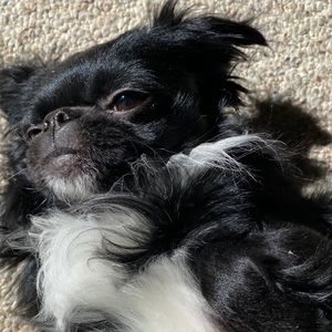 Meet your Posher, Sunny